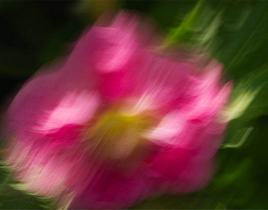 Hollyhock in ICM