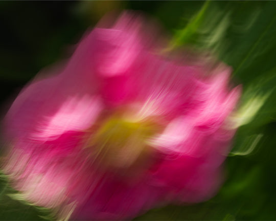 Hollyhock in ICM