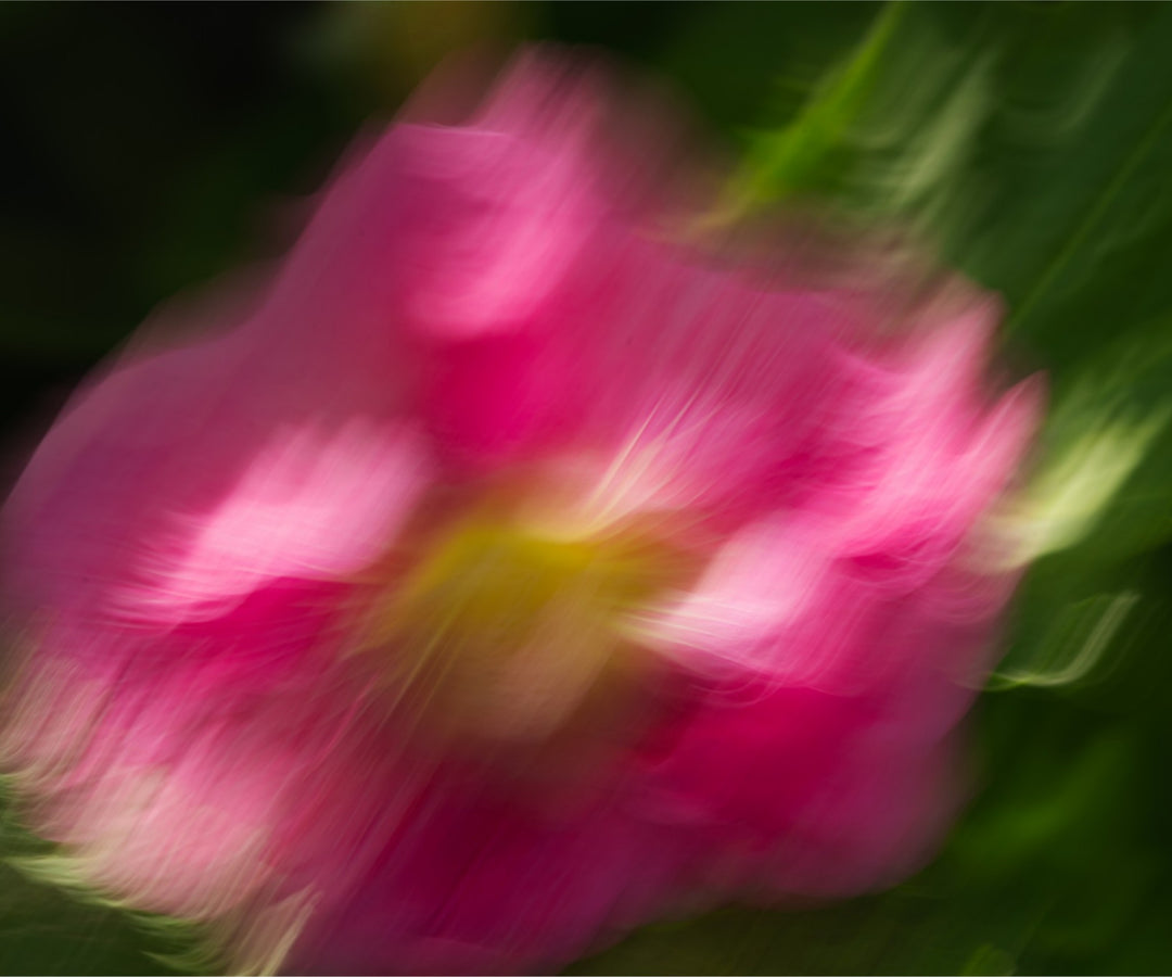 Hollyhock in ICM