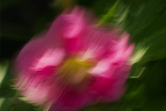 Hollyhock in ICM