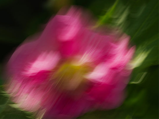 Hollyhock in ICM