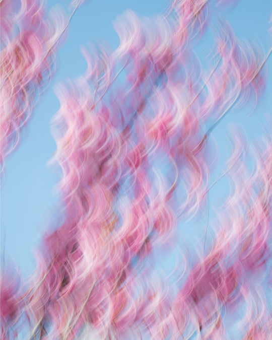 Spring Blooms Dancing