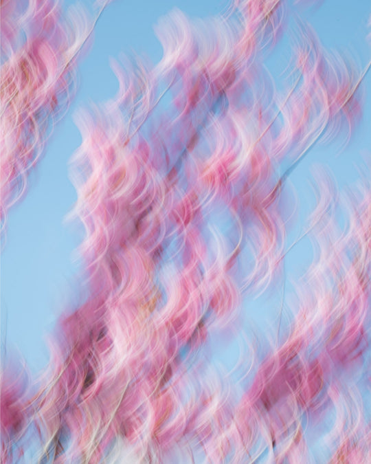 Spring Blooms Dancing