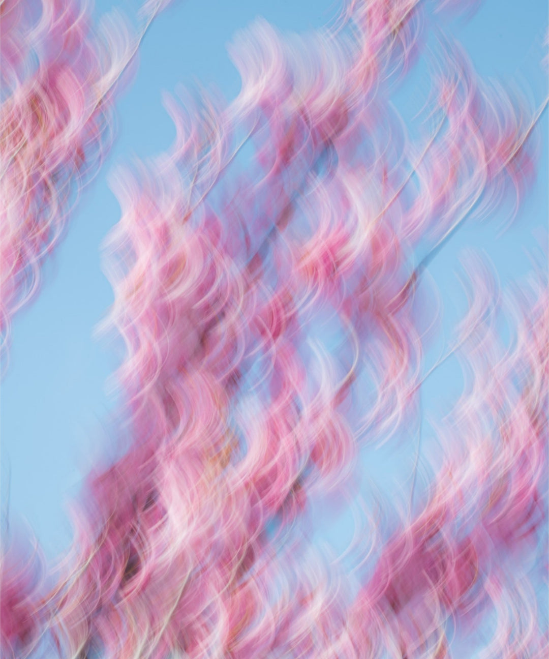 Spring Blooms Dancing