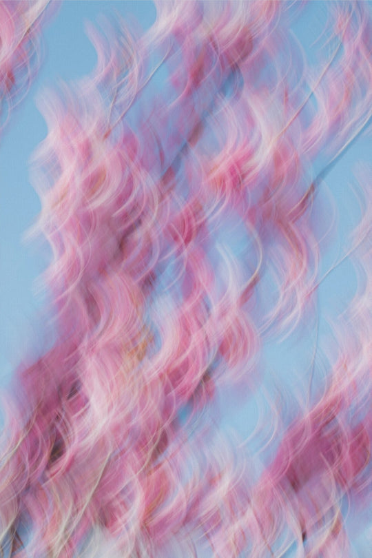 Spring Blooms Dancing