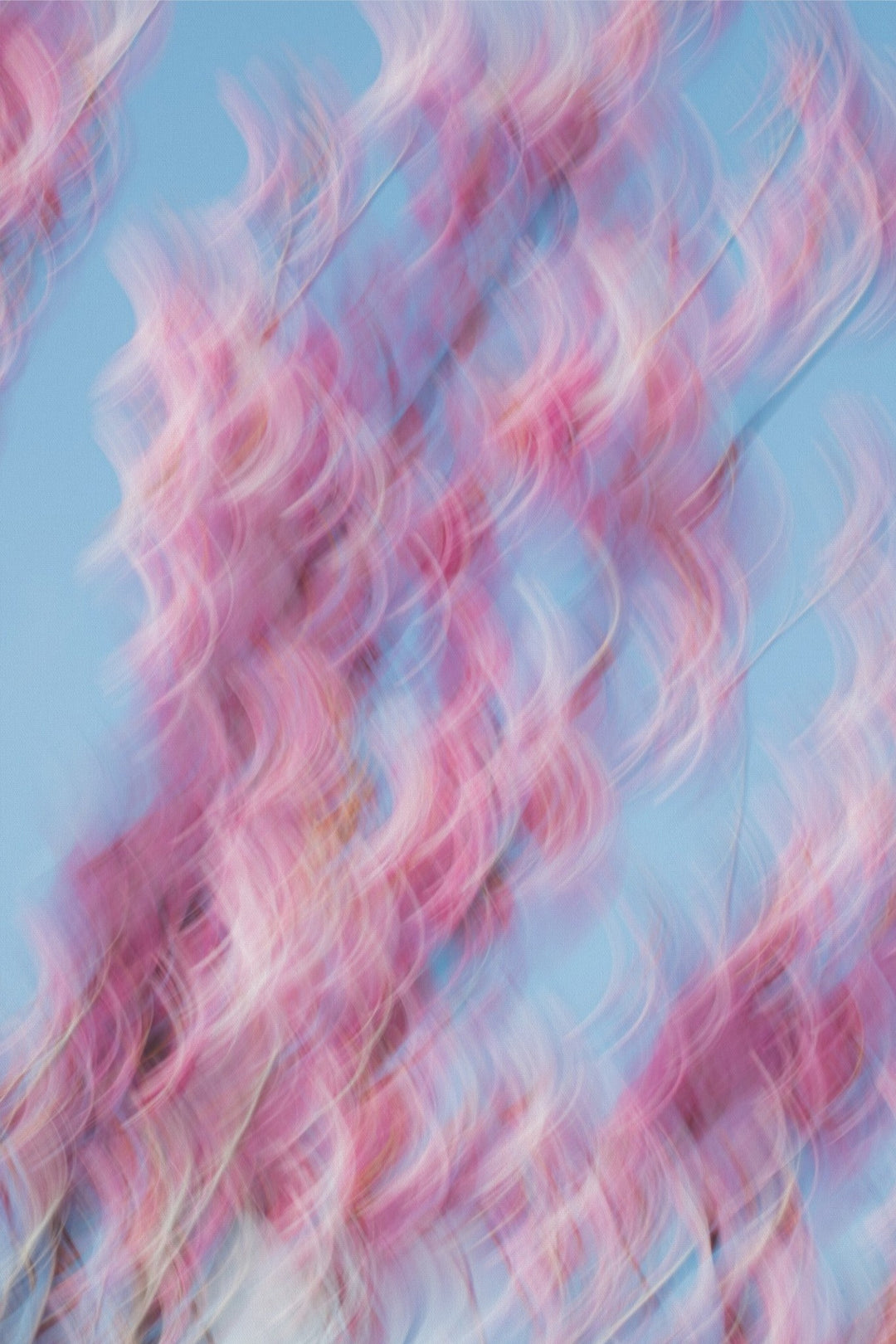 Spring Blooms Dancing