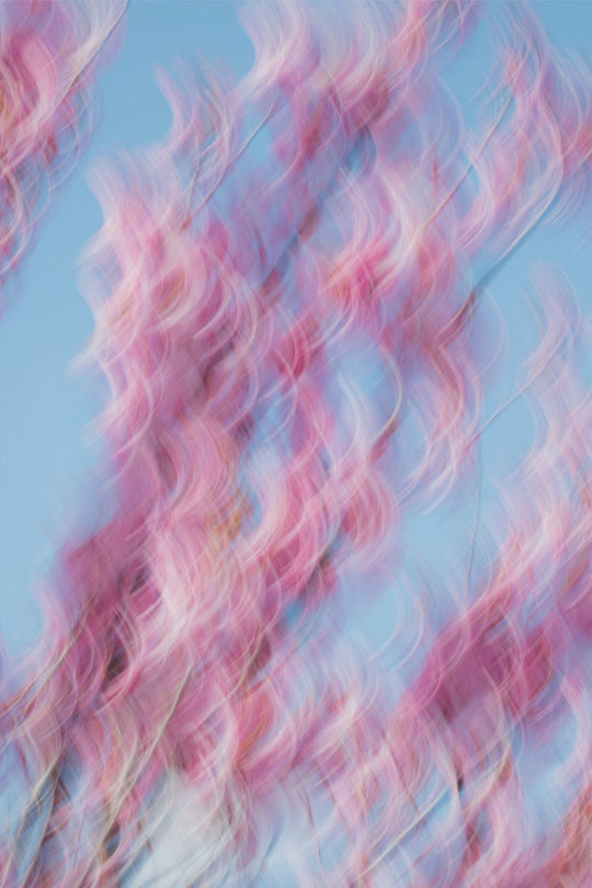 Spring Blooms Dancing