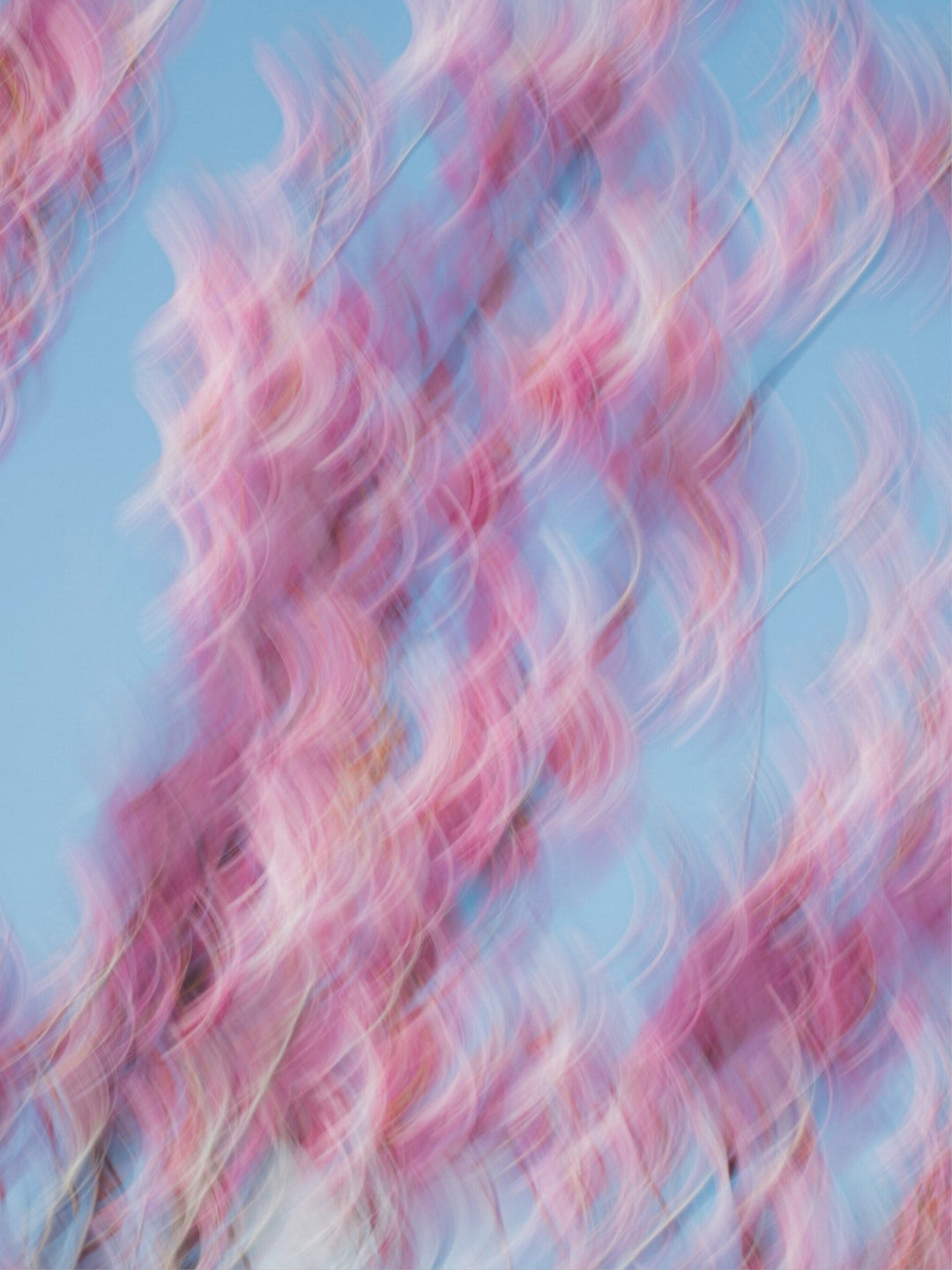 Spring Blooms Dancing