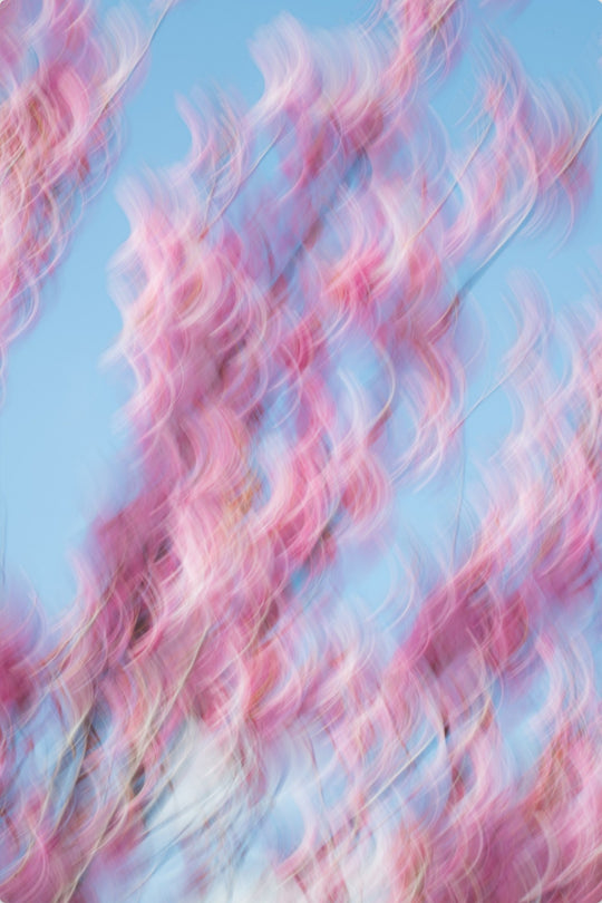 Spring Blooms Dancing