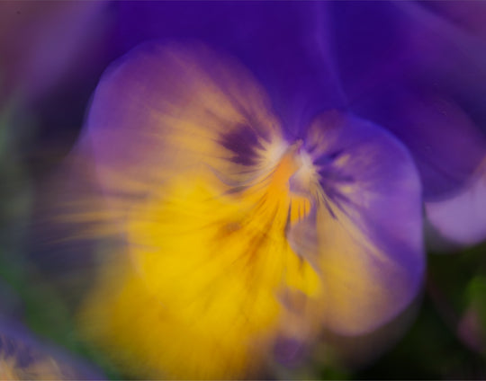 Dancing Pansy