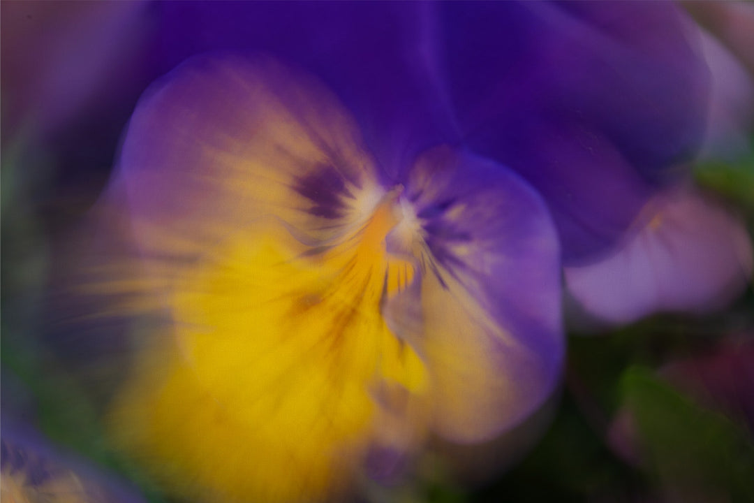Dancing Pansy