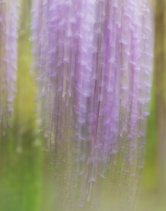 Weeping Wisteria