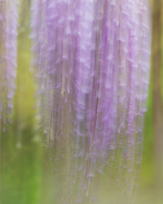 Weeping Wisteria