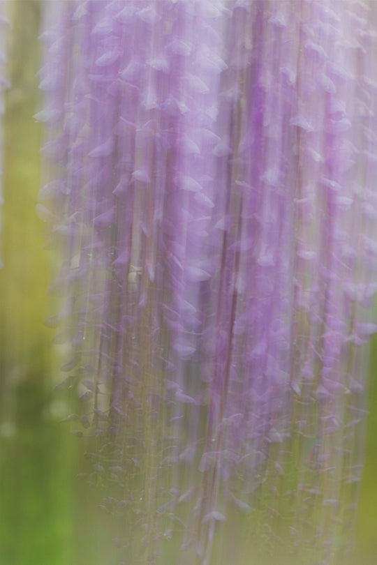 Weeping Wisteria