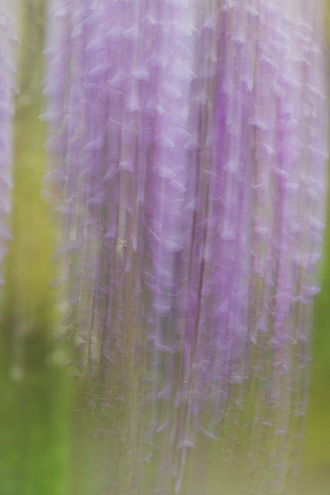 Weeping Wisteria