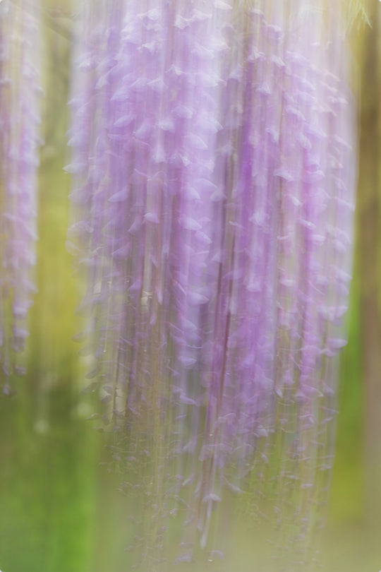 Weeping Wisteria