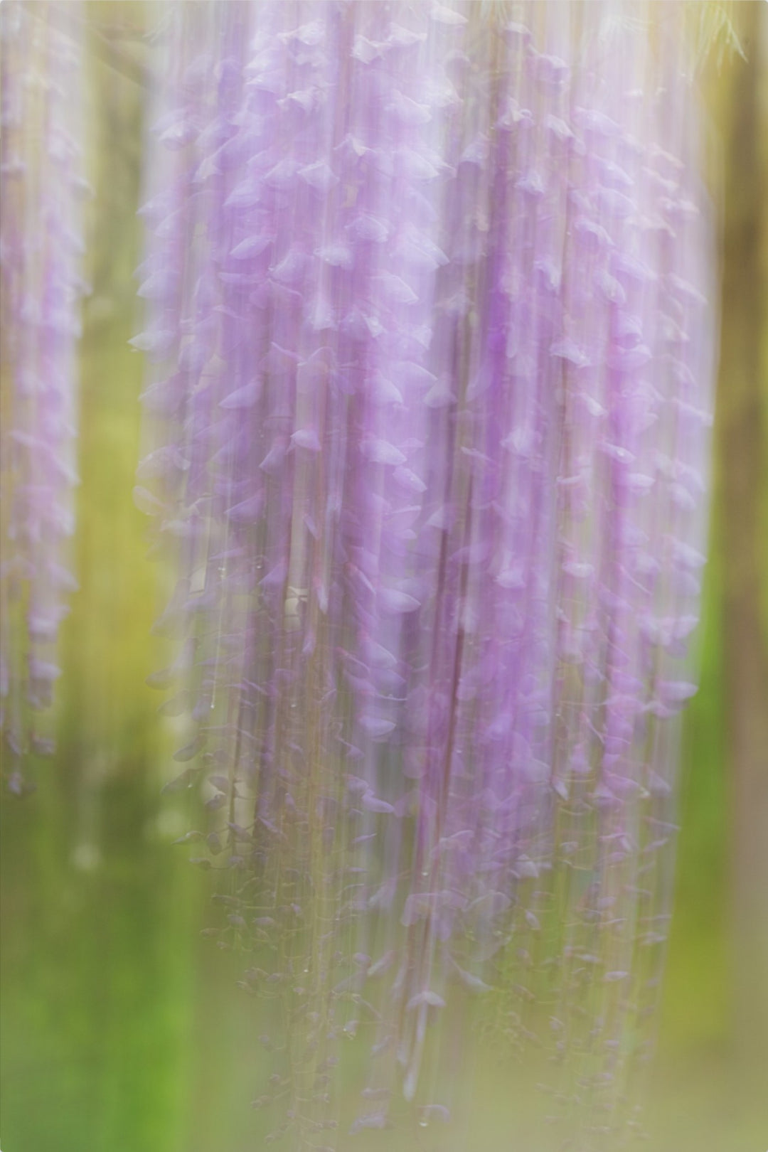 Weeping Wisteria