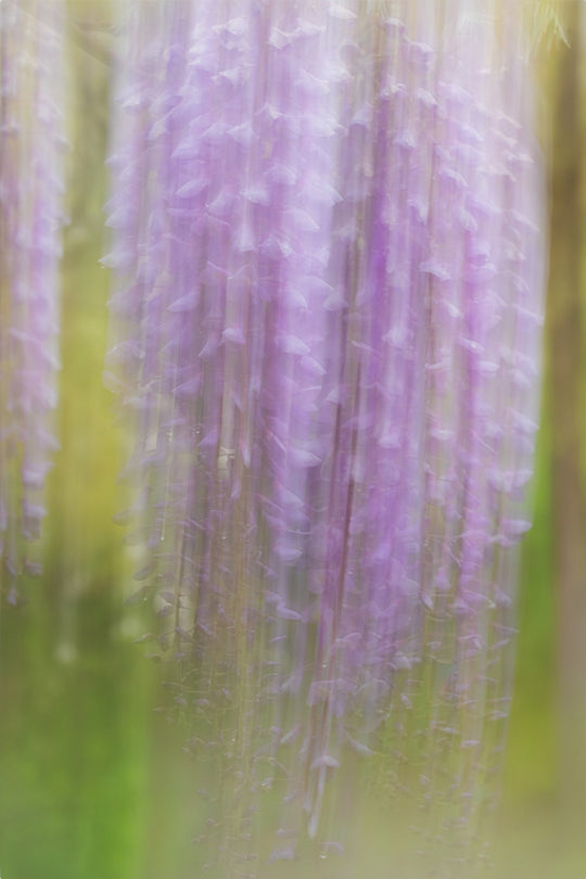 Weeping Wisteria