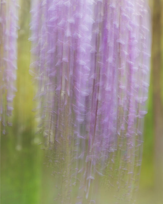 Weeping Wisteria