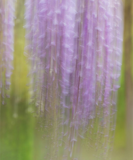 Weeping Wisteria