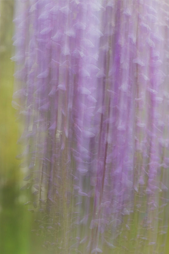 Weeping Wisteria
