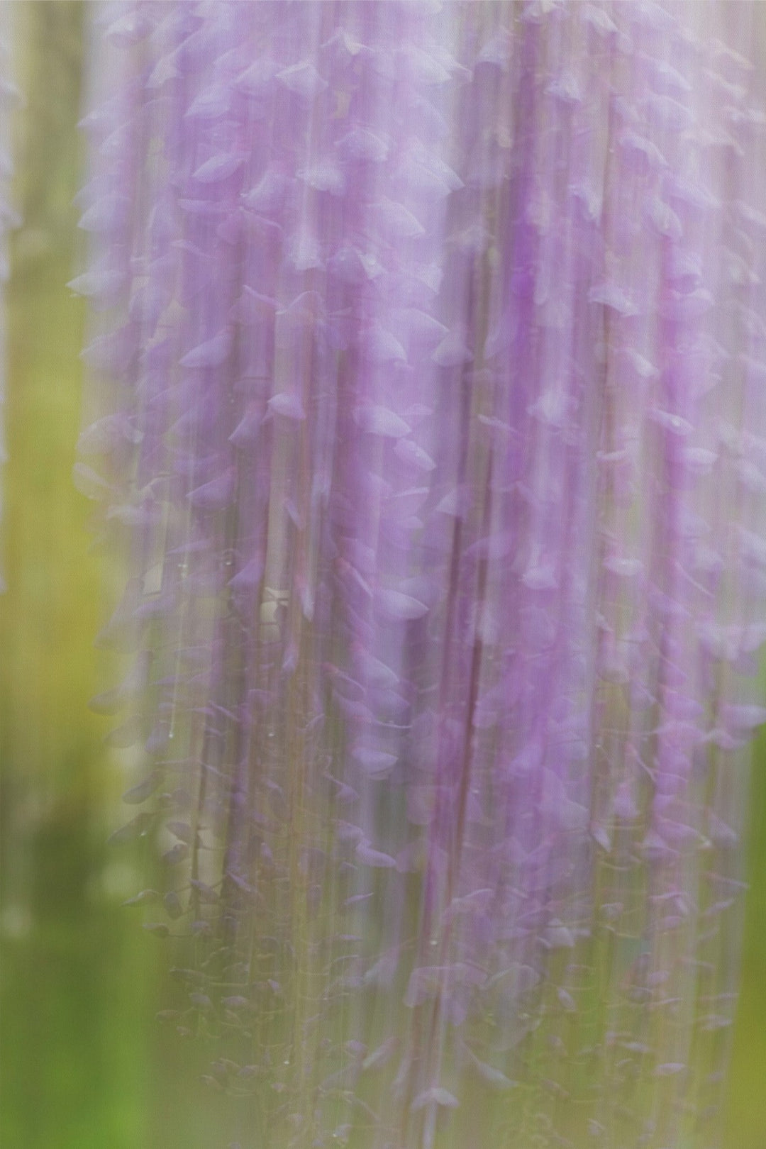 Weeping Wisteria