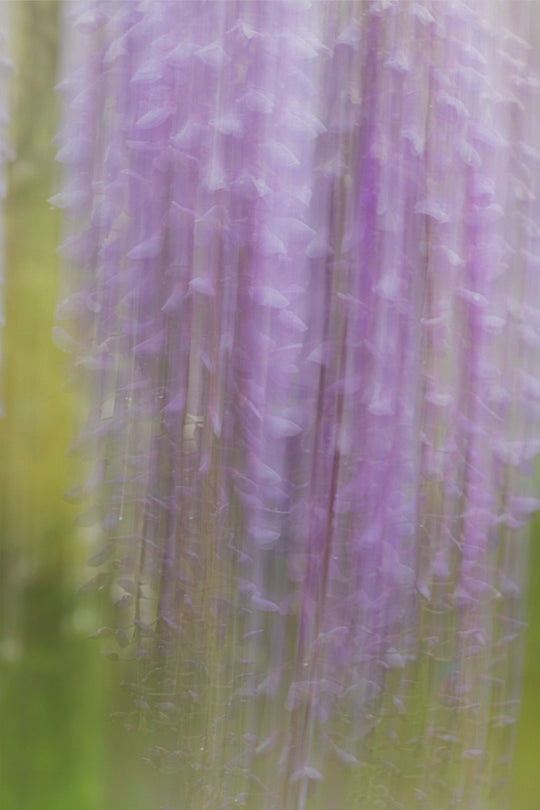 Weeping Wisteria