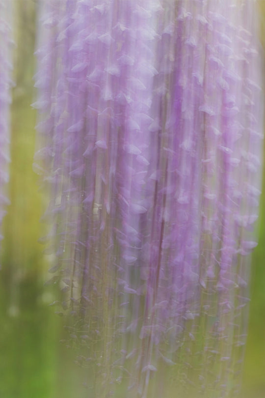 Weeping Wisteria