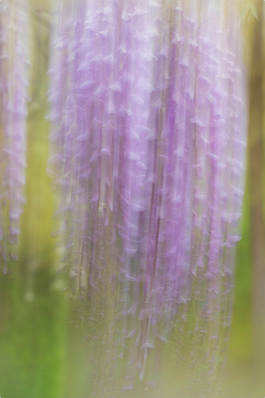 Weeping Wisteria