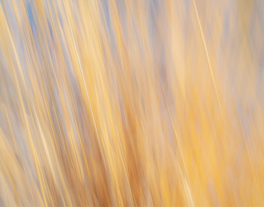 Yellow Grasses ICM
