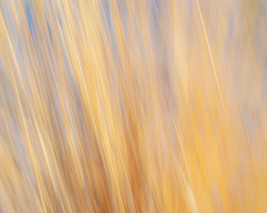 Yellow Grasses ICM