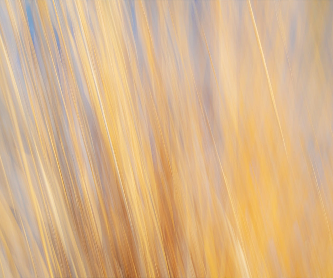 Yellow Grasses ICM