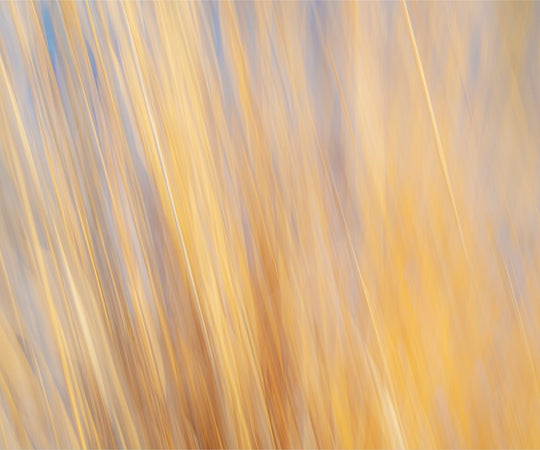 Yellow Grasses ICM