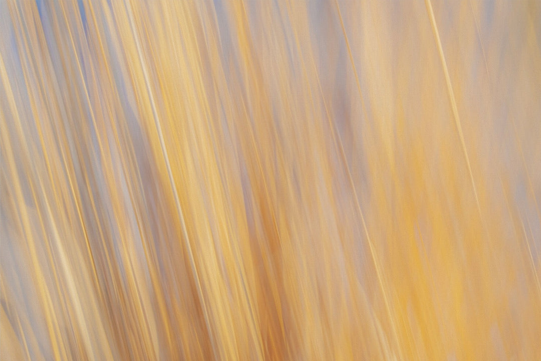 Yellow Grasses ICM
