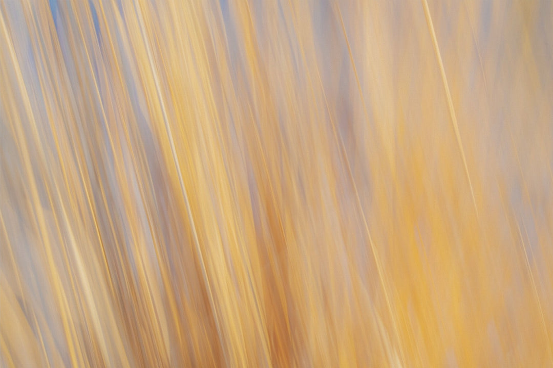 Yellow Grasses ICM