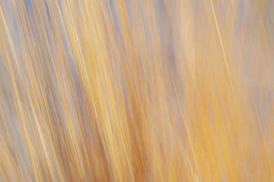 Yellow Grasses ICM
