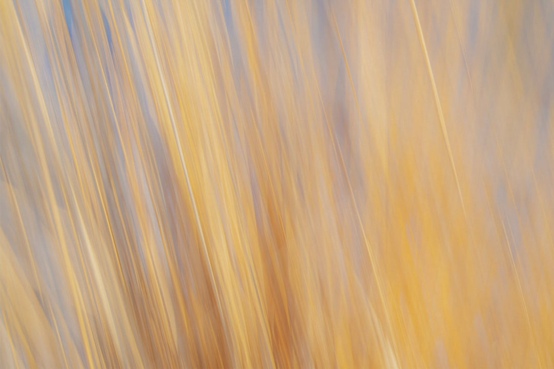 Yellow Grasses ICM