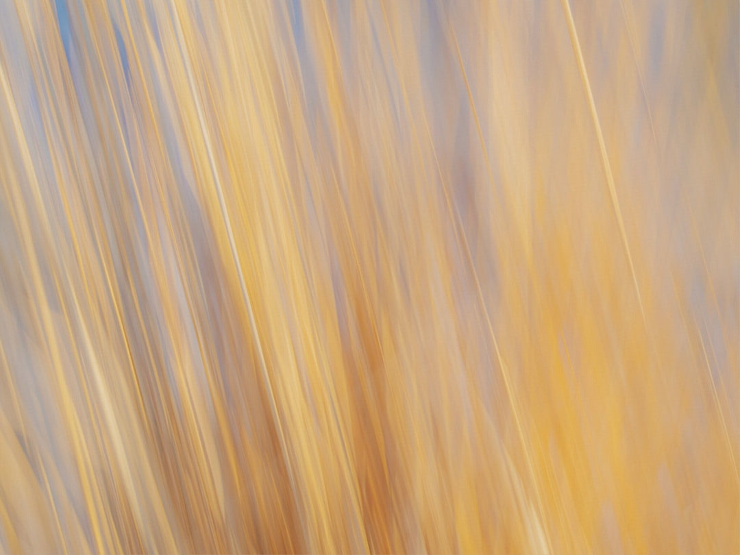 Yellow Grasses ICM