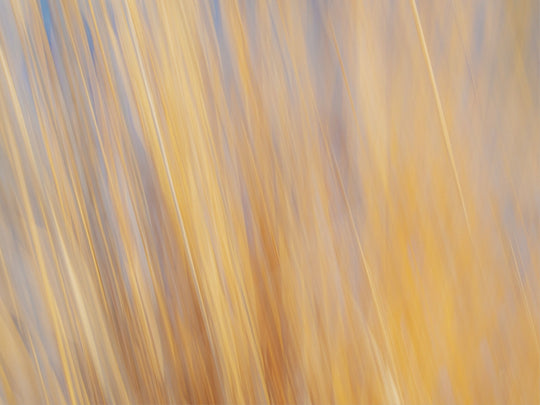 Yellow Grasses ICM