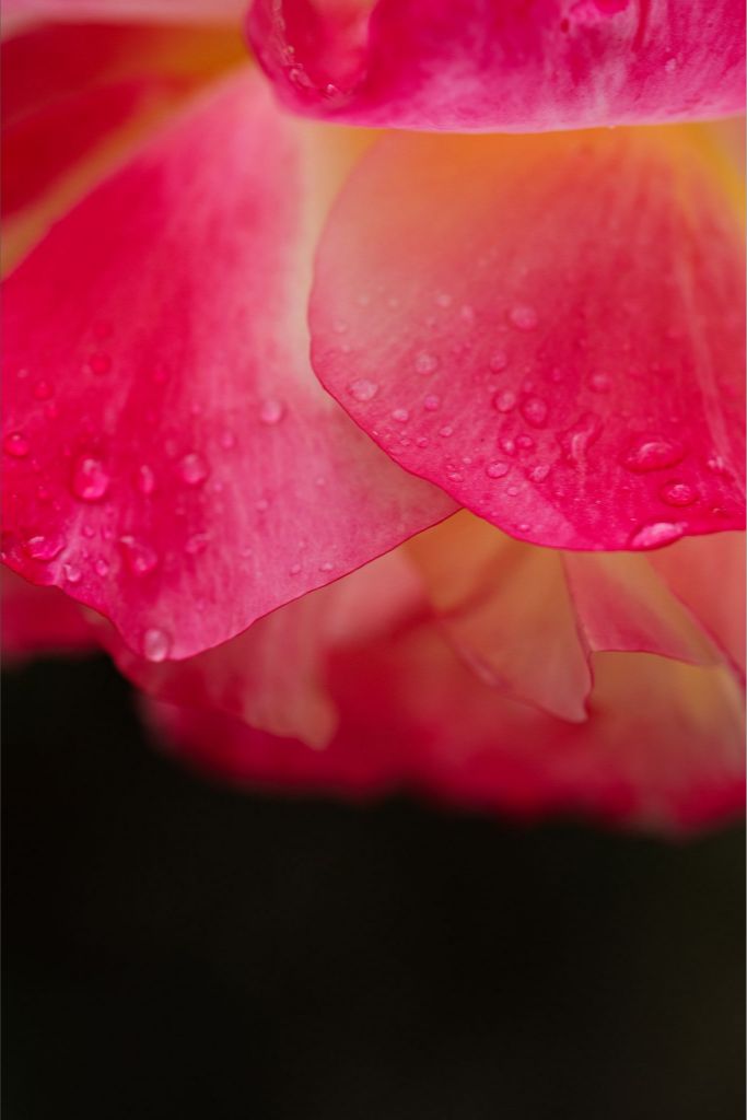 Maya - Bright Pink Rose