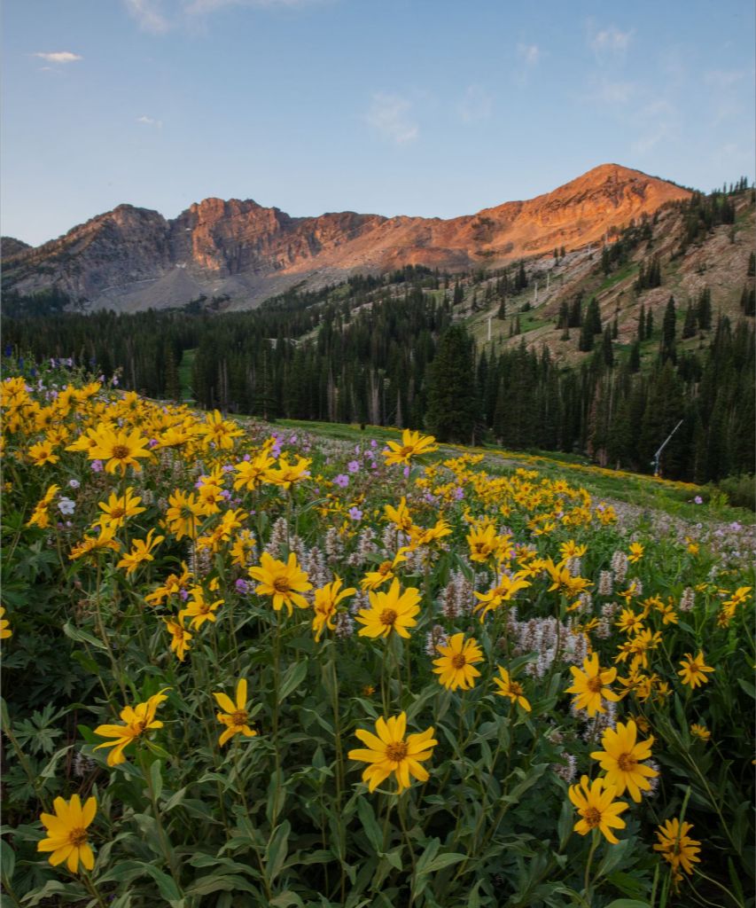 Albion Basin at Sunrise - Utah Landscape
