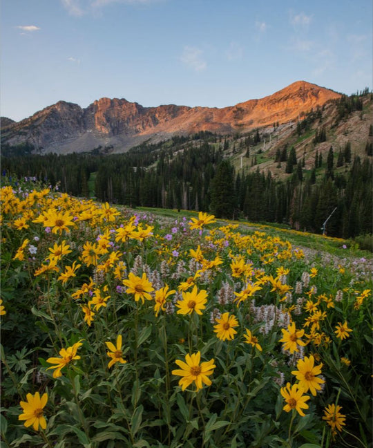 Albion Basin at Sunrise - Utah Landscape