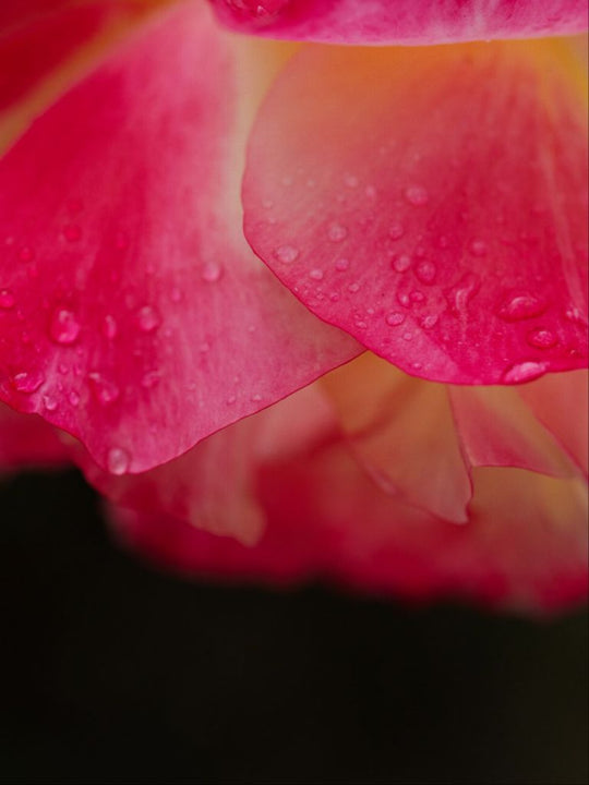 Maya - Bright Pink Rose