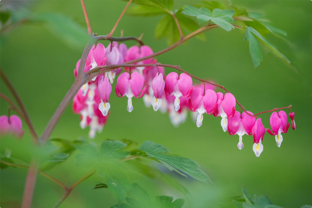 Bleeding Hearts