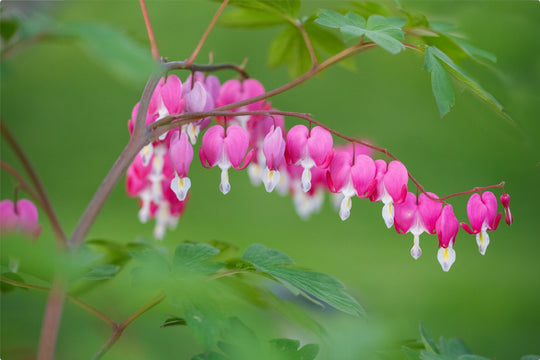 Bleeding Hearts