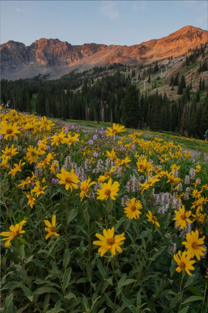 Albion Basin at Sunrise - Utah Landscape