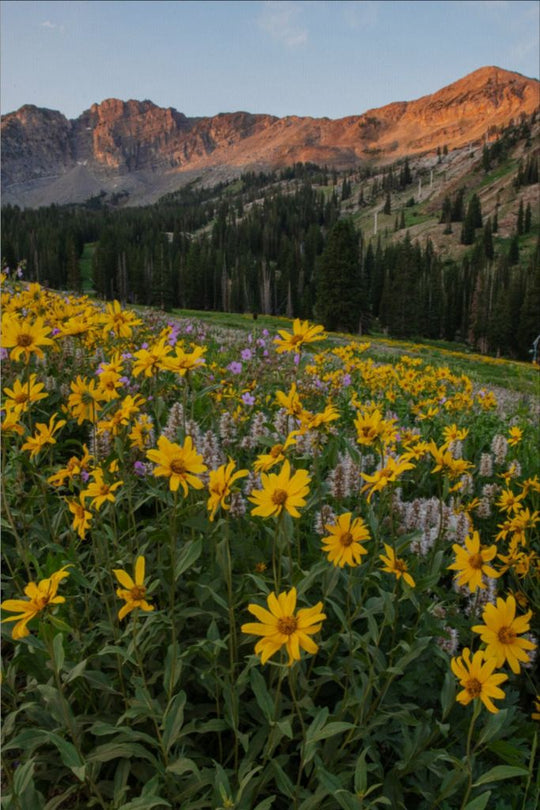 Albion Basin at Sunrise - Utah Landscape