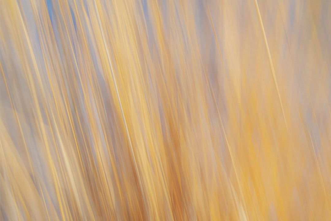 Yellow Grasses ICM