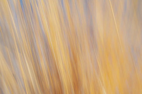 Yellow Grasses ICM