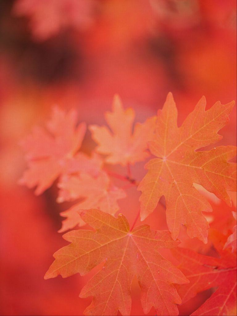 Scarlet - Maple Leaves
